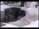 Old Faithful and Wildlife in a Yellowstone Winter