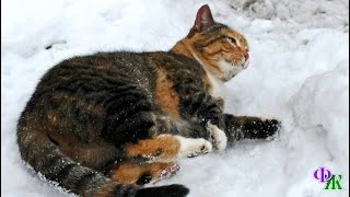 К ногам девушки упала кошка - задубевшая от мороза, вся в инее. На нее было холодно даже смотреть