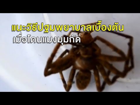 วีดีโอ: แมงมุมขายาวคุณปู่กัดคุณได้ไหม