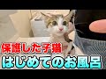 【初お風呂と爪切り】鳴きまくる子猫つむぎがパニックで大絶叫！