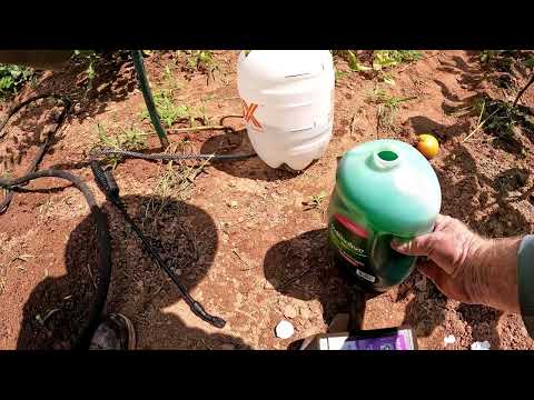 TOMATOES - $1 SAFE MIXTURE CLEARS APHIDS - WORMS - WHITE FLIES - JORO SPIDERS - IN THE GARDEN
