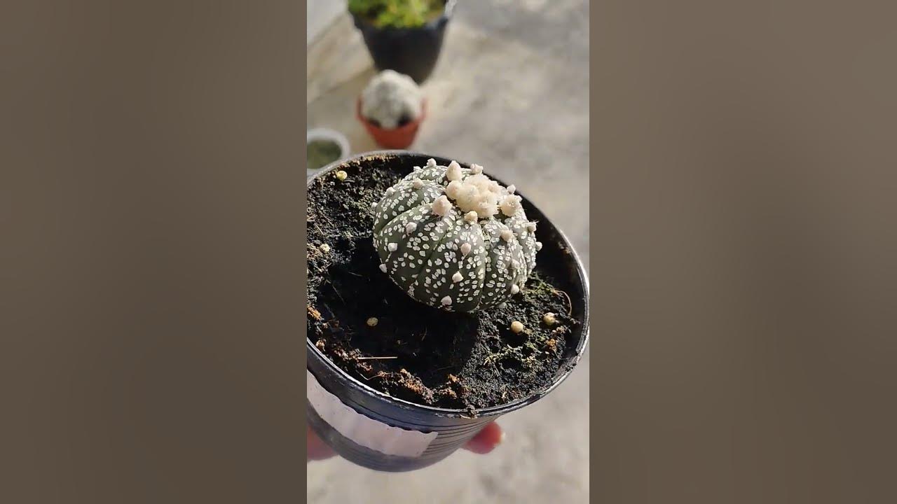 ASTROPHYTUM KABUTO CACTUS 🌵🌵🌵 - YouTube