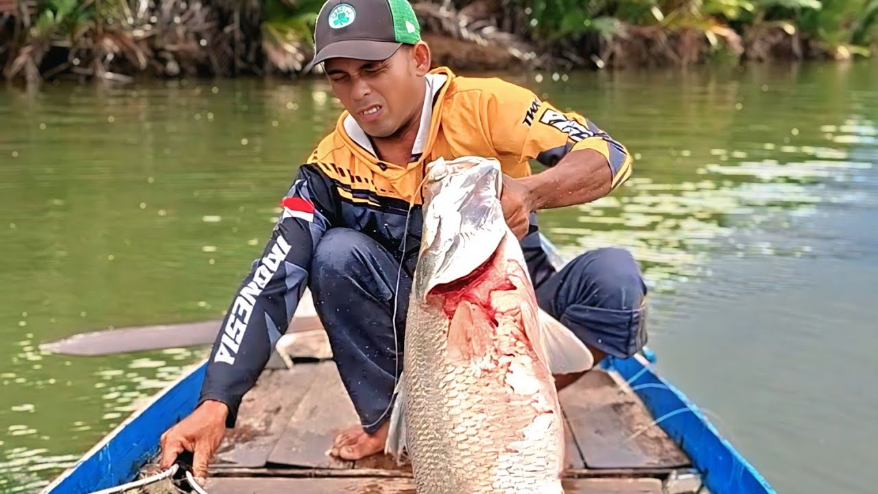 GEMETAR SELURUH BADAN SAAT BARRAMUNDI  BESAR INI MENARIK NARIK PANCING..!!
