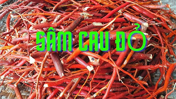 Sâm Cau Đỏ - Cần Biết Trước Khi Mua