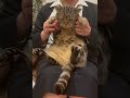 #Shorts抱っこが嫌いな猫と覚える世界史一問一答３ #世界史 #猫
