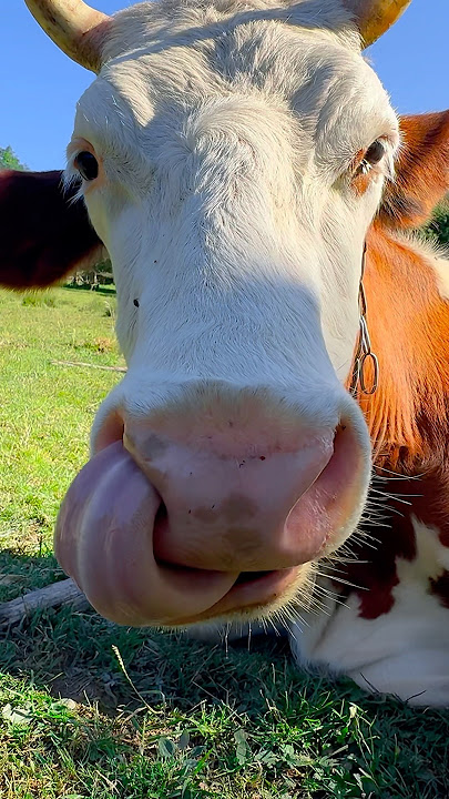 Cow Licked Her Nose and Sneezed in My Face - ASMR