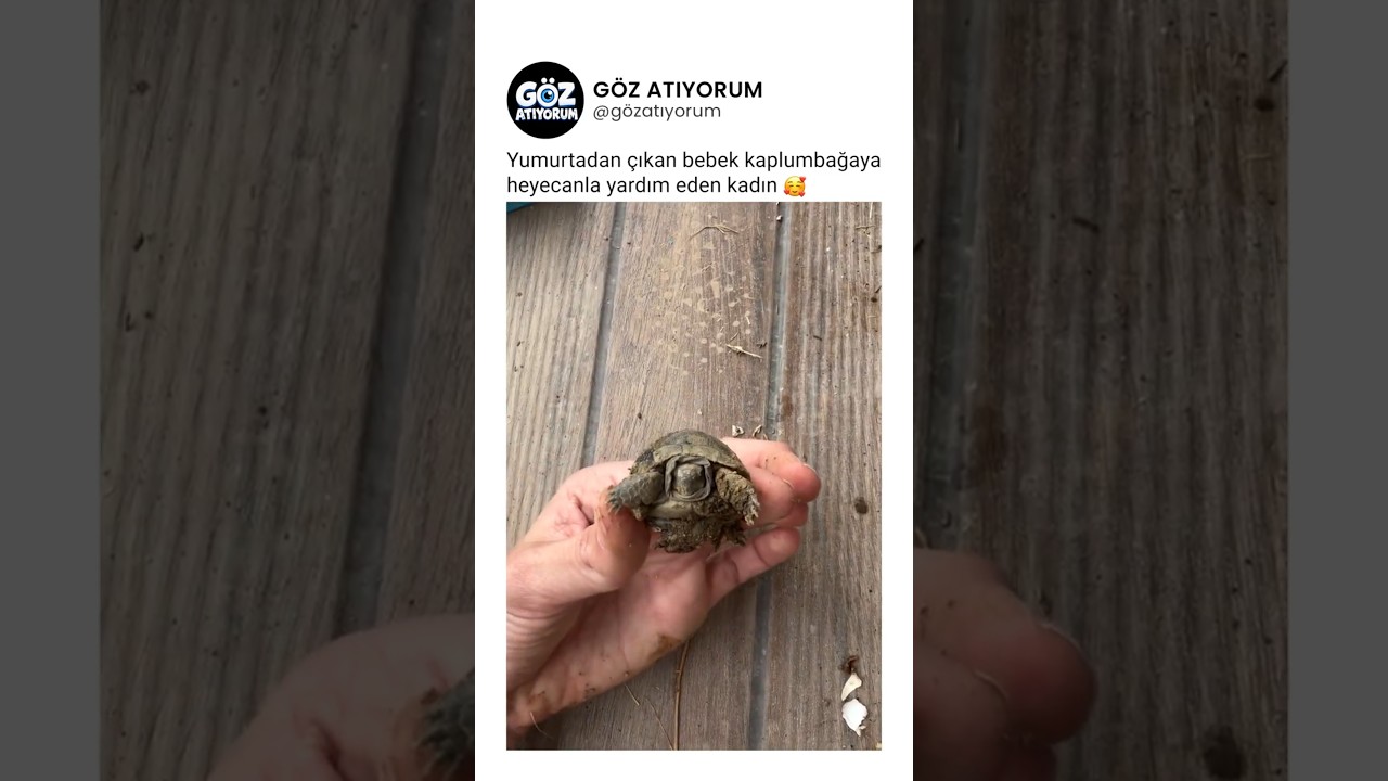 Yumurtadan çıkan bebek kaplumbağaya heyecanla yardım eden kadın 🥰