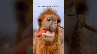 An carrot snack today!  #camel #asmr #animals #camelsound