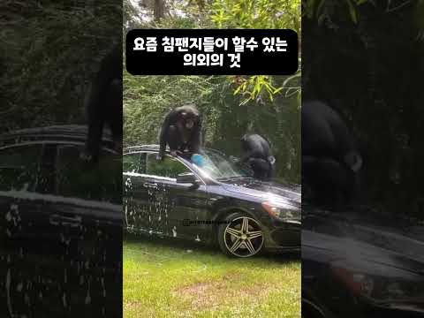 요즘 침팬지들이 할수 있는 의외의것