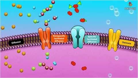 Passive Transport Special Types of Diffusion - Animated membrane physiology