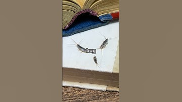 The First Computer Bug: A Moth!