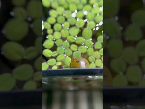 Look what I found! Bladder snail laid eggs on the nerite snail’s shell