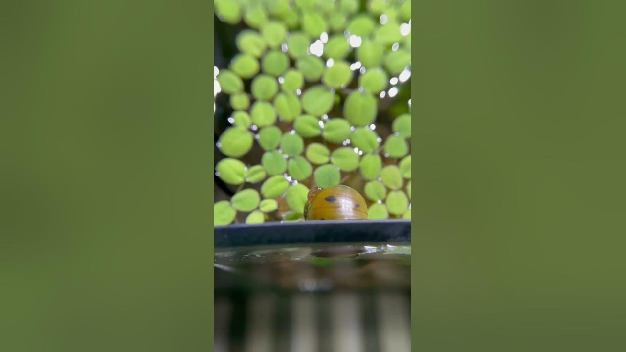 Look what I found! Bladder snail laid eggs on the nerite snail’s shell