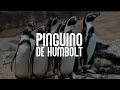 PINGÜINO DE HUMBOLT | Mini Documental