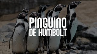 PINGÜINO DE HUMBOLT | Mini Documental