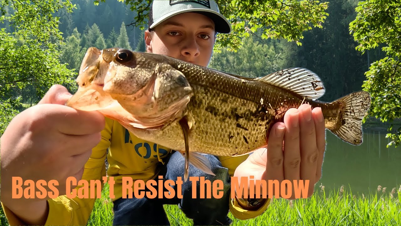 Big Bass Couldn't Resist Big Live Bait