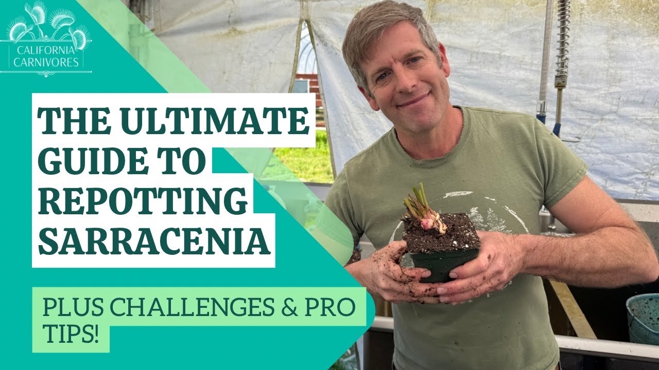 The Ultimate Guide to Barerooting and Repotting Sarracenia