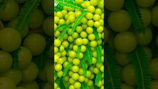 Gooseberry Fruit| Amla Fruit | Amla Plant