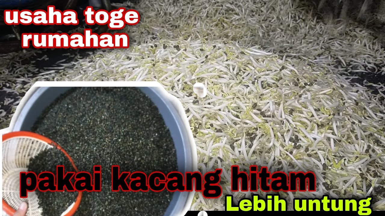 Usaha toge rumahan usaha yang menjanjikan, pakai kacang hitam lebih untung