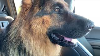 The Diary of German Shepherds | 10 by Meike and Eiko 198,004 views 4 years ago 11 minutes, 47 seconds