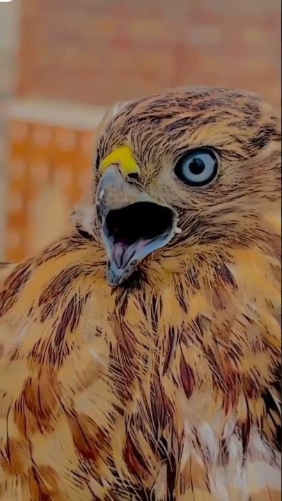 💥🔥eagle hunting #Eagle status #Sidhu Moose wala 😘😘😘