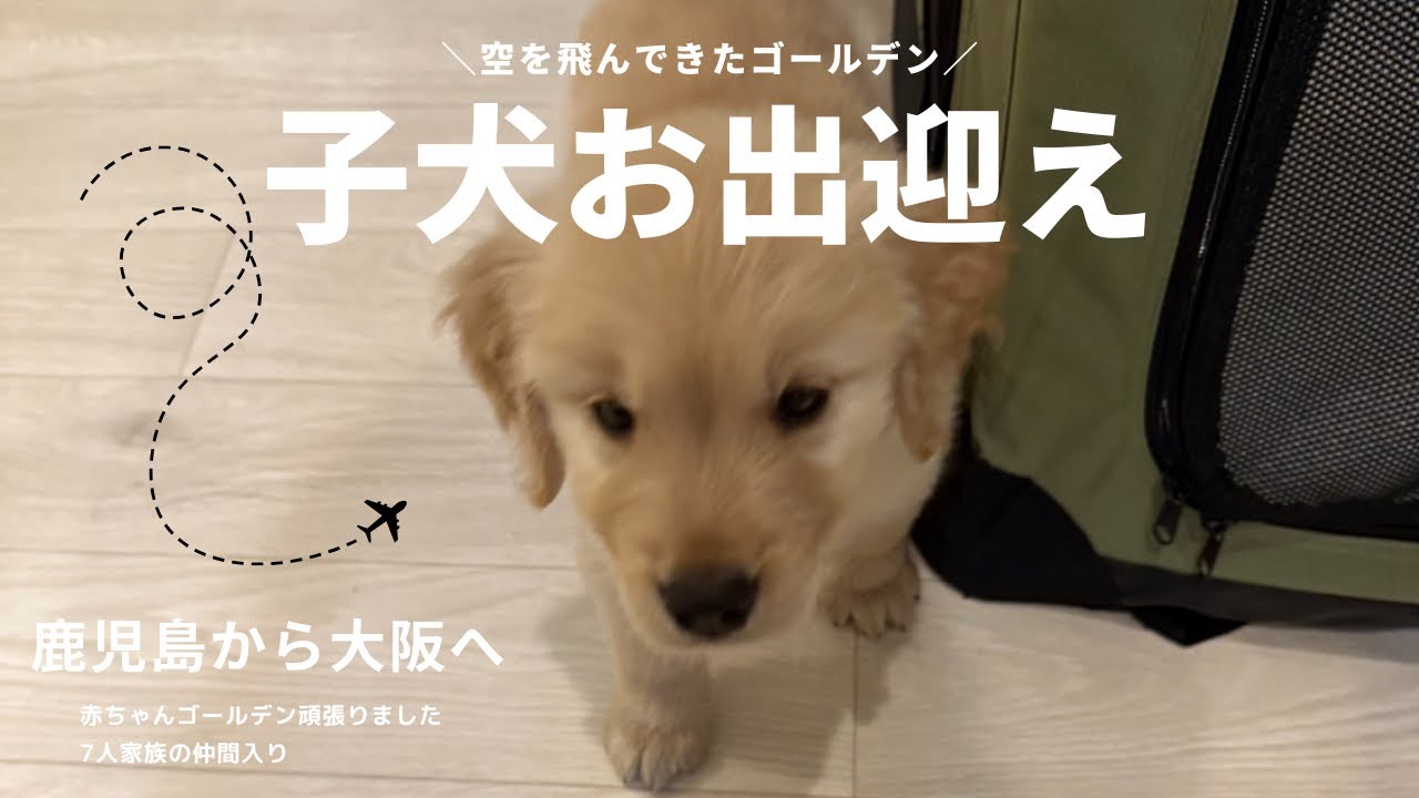 ゴールデンの赤ちゃん1匹で飛行機乗って我が家へ✈️