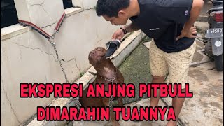 EKSPRESI ANJING GALAK KETIKA DIMARAHIN ‼