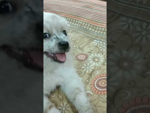 Video: Píšťalka pro psy