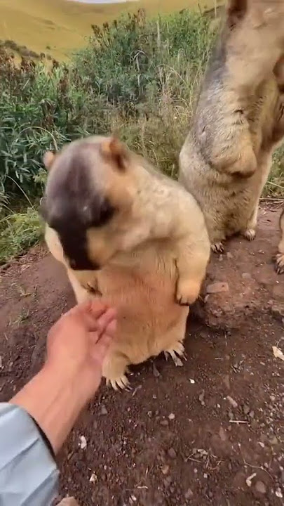 😂😂 #chingiz #prikol