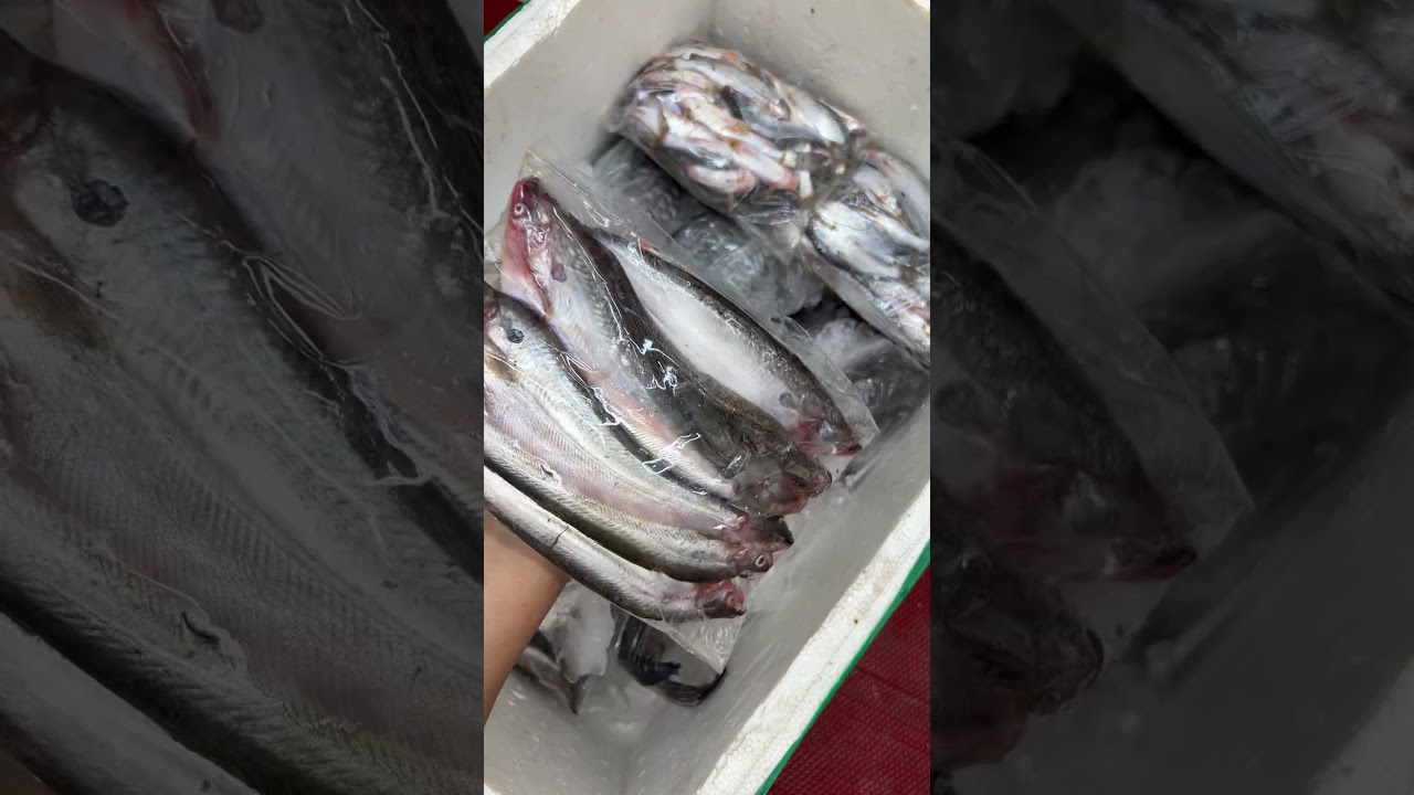 ৩৪ হাজার টাকার মাছ অস্টেলিয়া প্রবাসি নিজ ভাইকে ঈদের গিফট পাঠালেন | River Fish  #riverfish