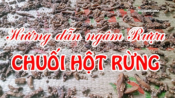 Hướng dẫn ngâm rượu Chuối hột rừng