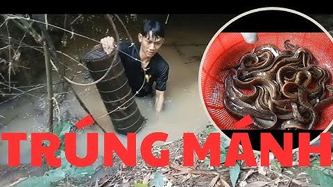 Đặt Lợp Cá Chạch Lấu #phần16 ll Đặt Mùa Nước Nổi Hốt Bạc ll 0364117809