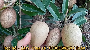 Hồng xiêm ( Sa po chê )  Mê hi cô  ra trái trĩu quả - Sapodilla fruit is much