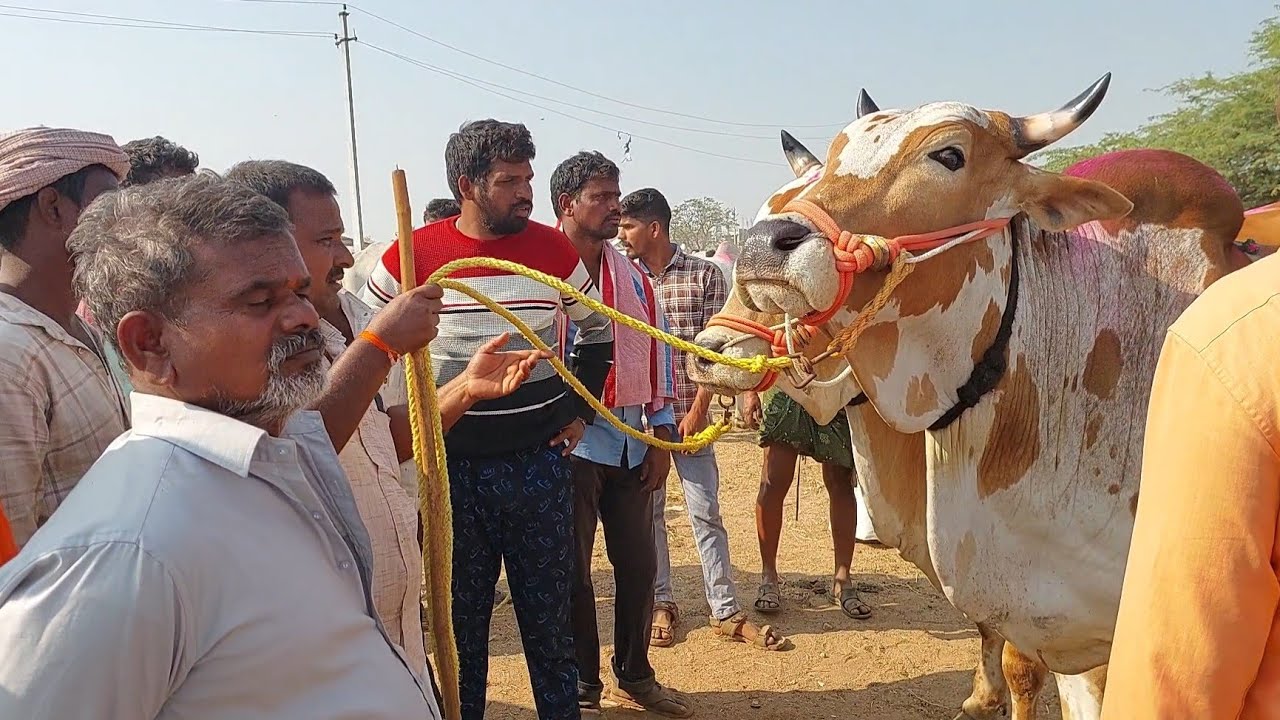 పెబ్బేరు సంతలో భారీసైజు ఎర్రబట్ట ఎద్దులకు నడుస్తున్న పెద్ద బేరం | Errabatta eddulu in Pebbair market