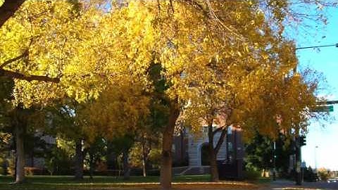 القارئ سعيد باعامر ماتيسر من سورة النمل من بداية السورة آلى الآية ٢٢ من صلاة التراويح ٢٠ رمضان ١٤