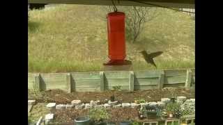 Hummingbird Camera: a days worth of video
All these videos were recorded on Easter Sunday, April 05 2015. The setup is a Raspberry Pi Model B with a Raspberry Pi Camera, running the motion-mmal motion detecting camera software. At this resolution, Im probably only getting a few frames per second, but it does work. Hummingbird Camera: a days worth of video