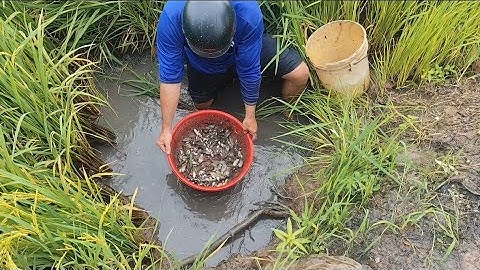 Giải cứu cá rô đồng (T111) 