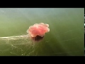 Огромные медузы Белого моря. Дайвинг.