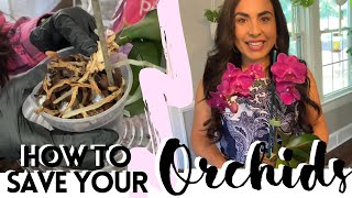 HOW TO SAVE YOUR ORCHIDS / HOW CAN MAKE YOUR ORCHID BLOOM AGAIN