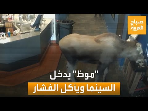 تذوق الفشار حيوان الموظ يدخل إلى سينما في ألاسكا