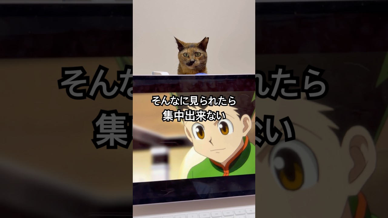 見てる。 #cat #hunterxhunter #shorts