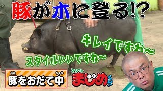 【あばれる君の実写版マジで!!まじめくん！】マジ語まじめにやってみた「豚もおだてりゃ木に登る」