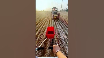 The process of peanut cultivation = good methods can make the job easier