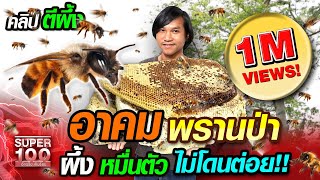 [ENG SUB] ต้อม อาคม พรานป่า ผึ้งหมื่นตัว ไม่โดนต่อย | SUPER100