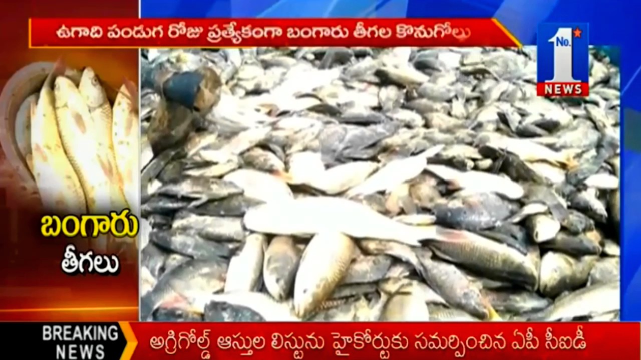 Special Story On Adilabad Famous Fish (Bangaru Teega) No.1 News
