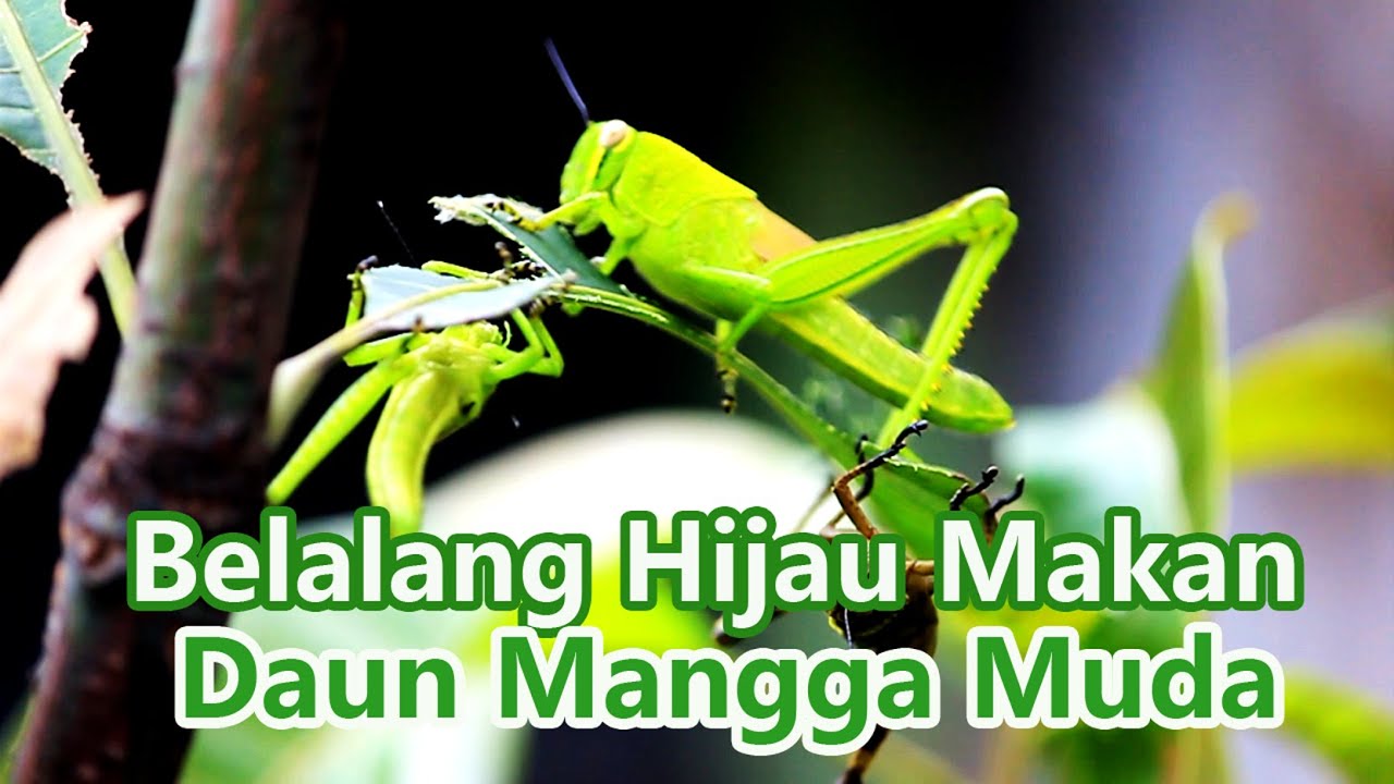 Anakan Belalang Hijau Di Pohon Mangga Muda Hama Perusak Daun Youtube