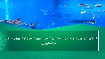 تحسين ابراهيم دوسكي - تەفسیرا سورة القلم