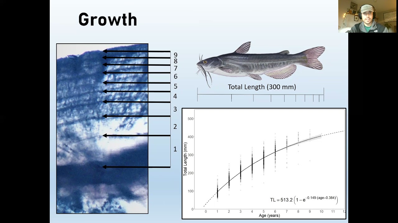 White Catfish research in the Penobscot River