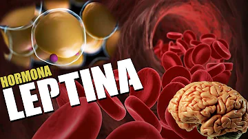 ¿Cómo se restablece la leptina?