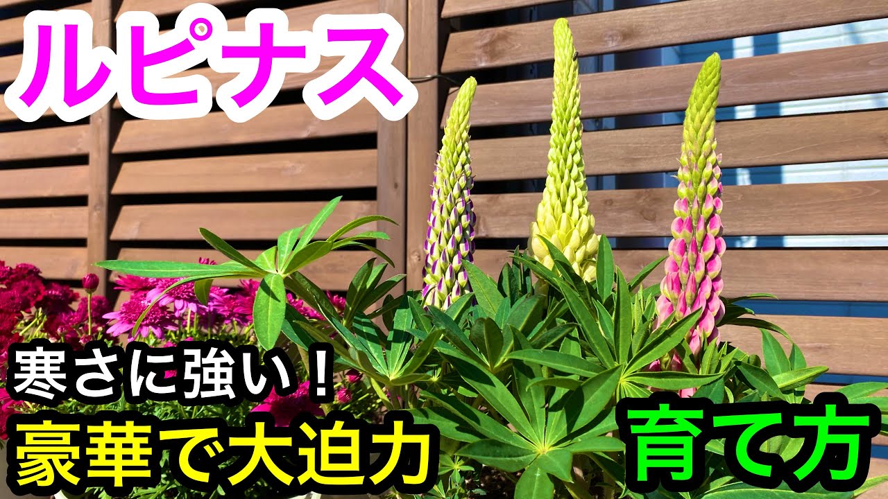 寒さに強い ルピナス の育て方 植付け実戦など Youtube